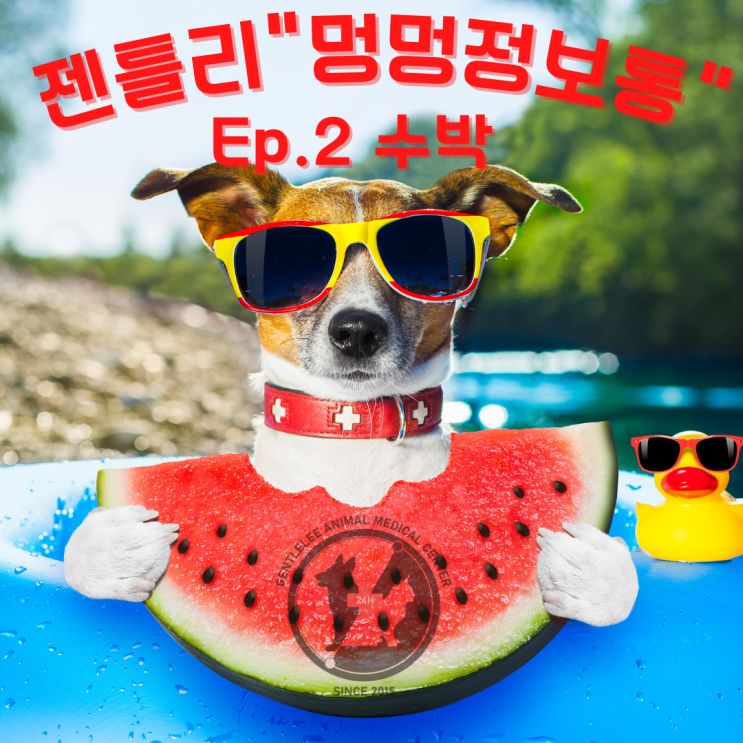  강아지 수박 먹어도 되나요? 24시 강서 젠틀리 동물의료센터