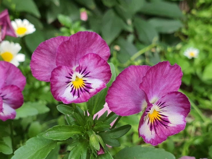  블챌 오늘일기 10 팬지 키우기 팬지꽃말 비올라꽃 How to Grow Pansy