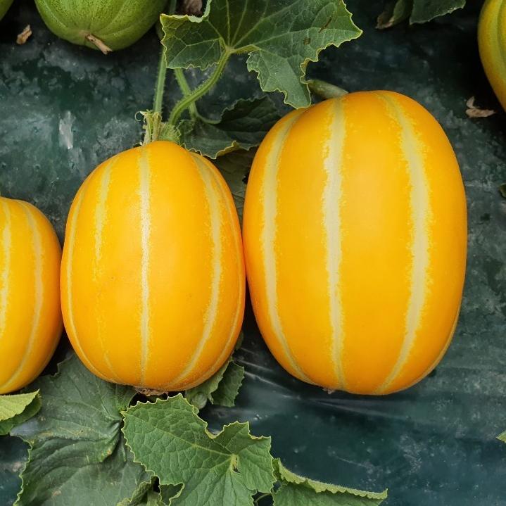 인기 급상승인 성주참외 산지직송 당일수확 당일발송 농협납품 특상품 참외 3kg 5kg, 성주참외 중과 2kg 추천해요 인기 급상승인 성주참외 산지직송 당일수확 당일발송 농협납품 특상품 참외 3kg 5kg, 성주참외 중과 2kg 추천해요