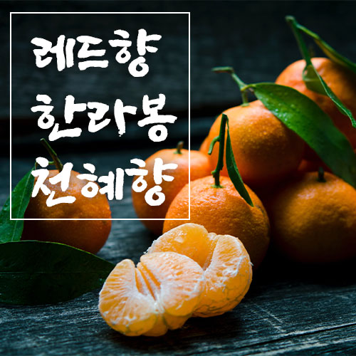 구매평 좋은 제주 레드향 천혜향 한라봉 황금향 노지 감 귤 설선물 명절선물 설선물세트 3kg 5kg, 1. 한라봉 3kg 9~10과 (로얄사이즈 추천) 추천합니다 구매평 좋은 제주 레드향 천혜향 한라봉 황금향 노지 감 귤 설선물 명절선물 설선물세트 3kg 5kg, 1. 한라봉 3kg 9~10과 (로얄사이즈 추천) 추천합니다