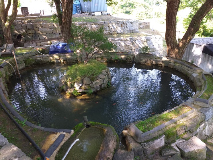 청주 안심사(安心寺) 연못의 잉어