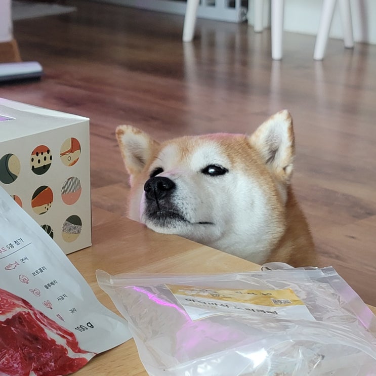 시바견 아리 ㅣ 간식을 주세요
