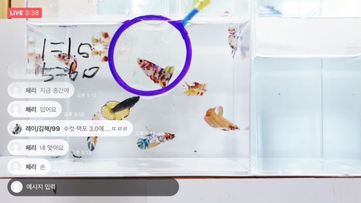  네이버밴드에서 플라캇 베타 분양받기