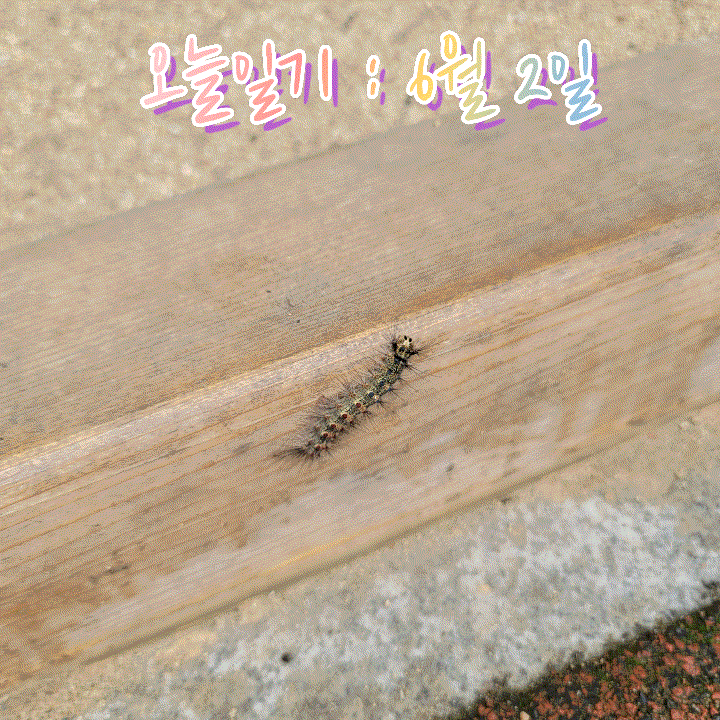  카페홍일점 아.아/스타벅스 돌체콜드브루/물 3L마시기/밀린 포스팅