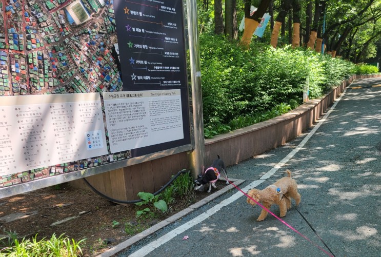 인천 강아지 산책으로 수봉공원에 푸들 니코와 슈나우저 나나랑 함께 갔어요