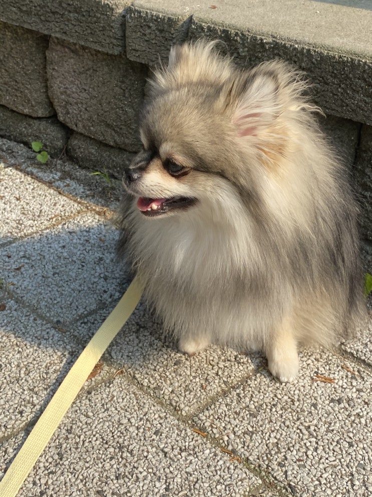  꾸꾸는 그냥 귀여워 / 낮에 산책하는 꾸꾸는 더워한다.