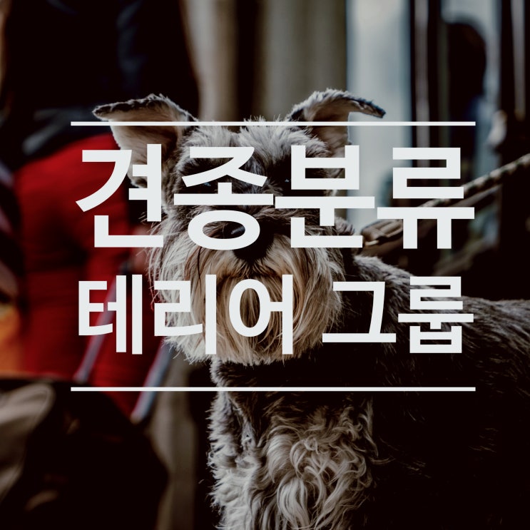  강아지 종류 - 테리어그룹(AKC 견종분류)