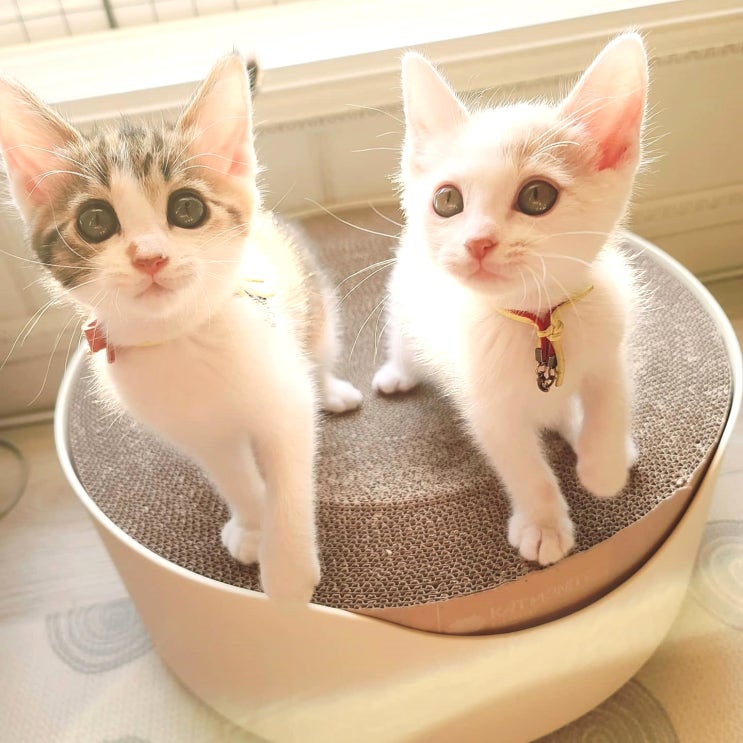  [내돈내산] 고양이 스크래쳐. 고공캣 리필 구매 후기.