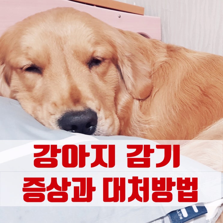  강아지감기증상, 대처방법