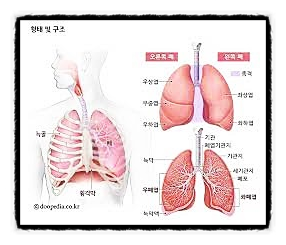 폐 구조, 혈액 산소 이산화탄소 척추 늑골 흉골 심장 폐포