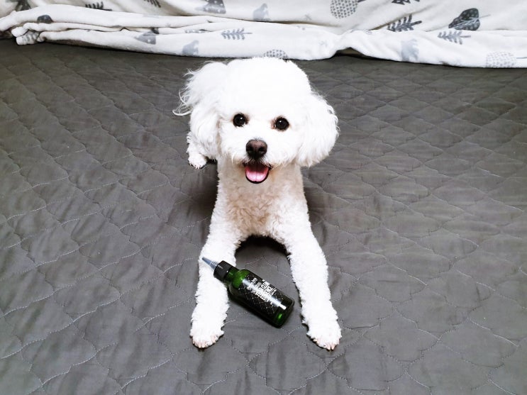 강아지눈물 자국 없애는법 더마독으로 눈물냄새까지 잡다 강아지눈물 자국 없애는법 더마독으로 눈물냄새까지 잡다