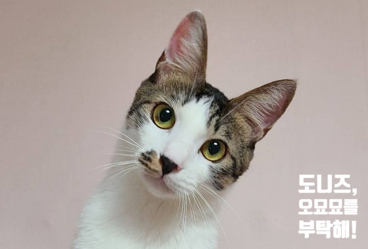  내 인생 첫 고(양이)녀석 도니