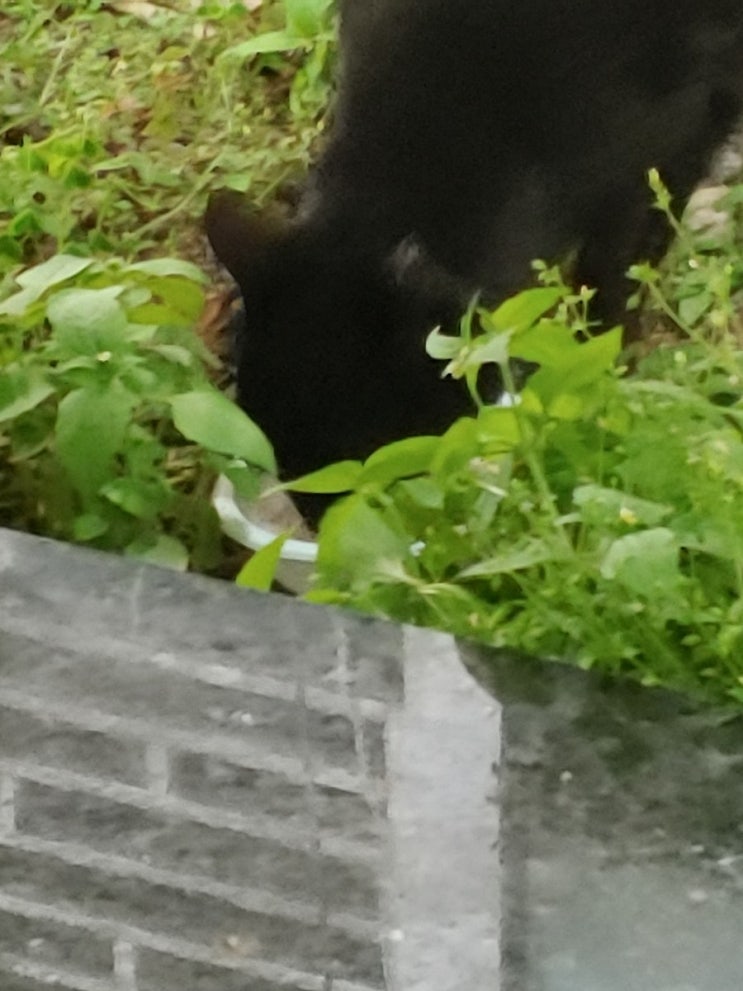  검은고양이 고단한 길 위에 인생