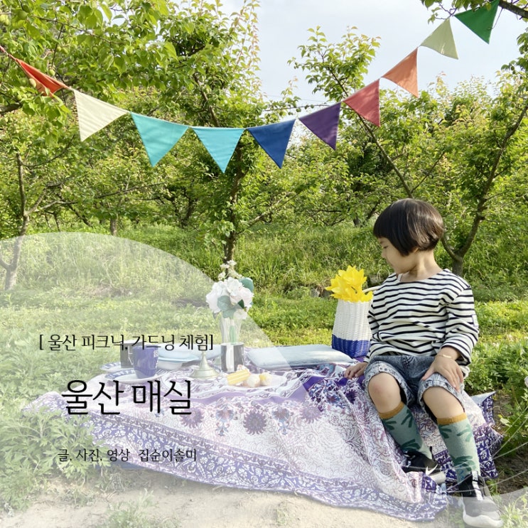 울산 아이와 가볼만한곳 매실따기, 가드닝체험