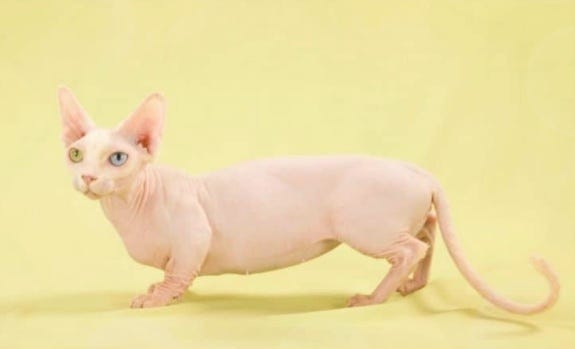 털빠짐 적은 털 안빠지는 고양이 스핑크스 먼치킨 교배종 털없는 밤비노 아기고양이