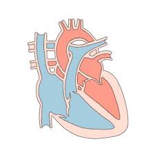 성인간호학 심장간호과정 주관적자료 호흡곤란 흉통 심계항진 투약력 대상자사정