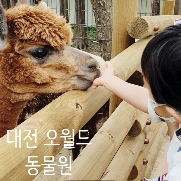 대전 오월드 동물원 아이와 가볼만한 곳으로 강력추천!