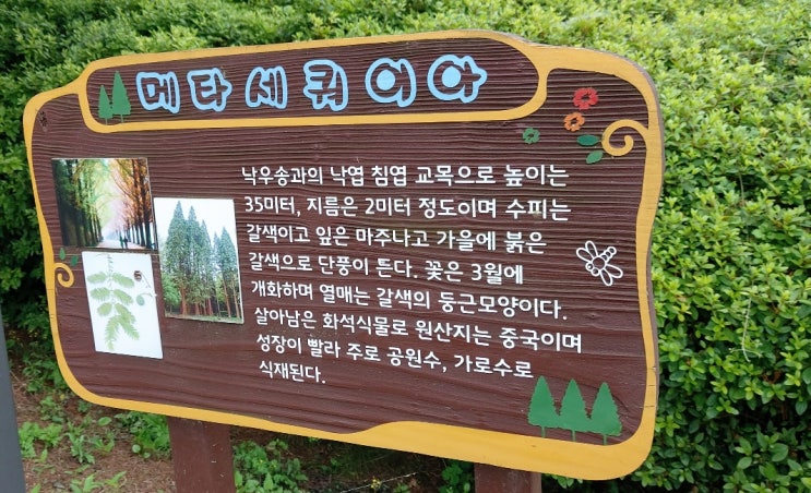 팔당팔화수변공원 메타세쿼이어길 산책로 가보셨나요?