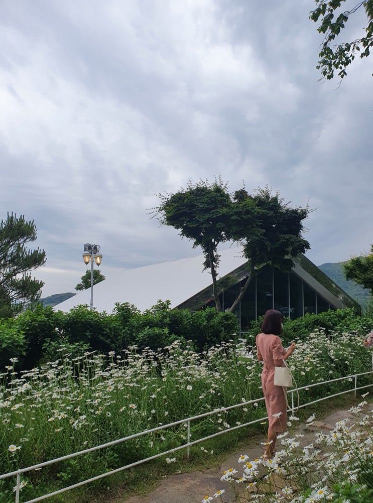  샤스타 데이지 꽃을 볼 수 있는 강화도 도레도레, 마호가니 카페추천