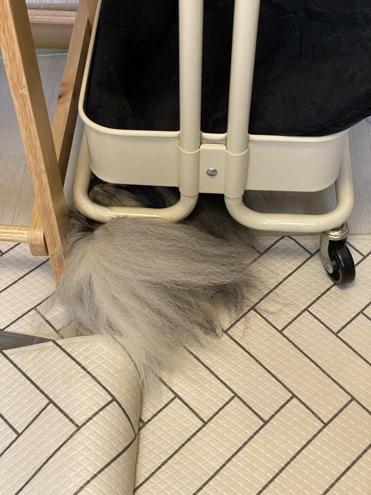 강아지는 왜 이상한 곳에서 잘까? / 침실에서 즐거운 꾸꾸