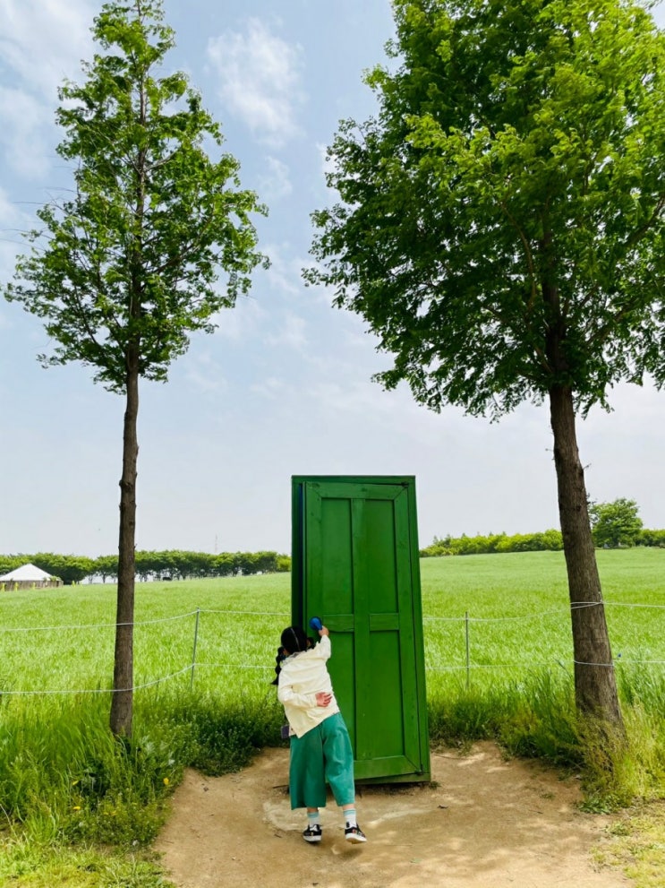  이상한나라의 앨리스