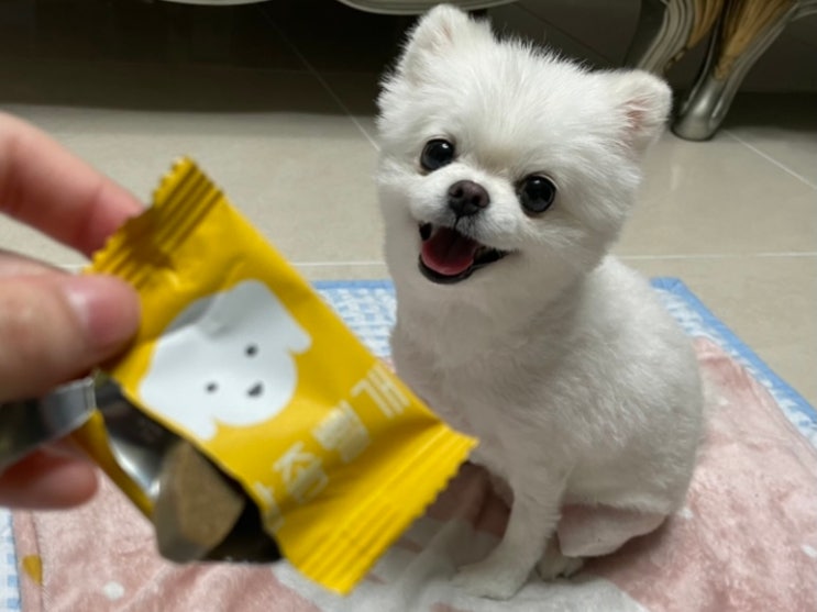  살좀뺄개 _ 강아지다이어트간식 살좀뺄개로 강아지다이어트 시작