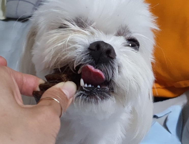 핏펫 플라고 치약 + 잇츄 리뉴얼 전 사용 중인 강아지 이빨 관리 제품
