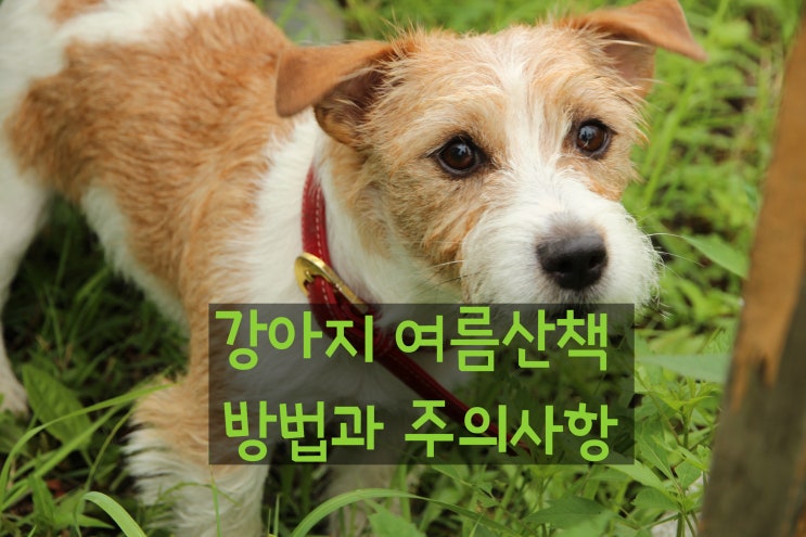  올바른 강아지 여름산책 방법과 주의사항 함께 알아봐요