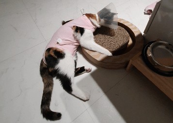  의정부 <도그플러스동물병원> 후기 - 의정부 중성화수술 동물병원 알아보신다면 주목!