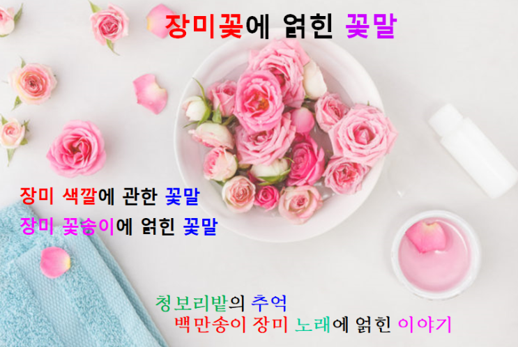  장미 꽃말과 청보리 밭에 얽힌 5월의 추억 (feat. 백만송이 장미, 나 어떡해)