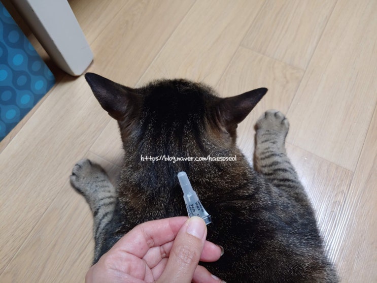 2021.6.4 고양이 4남매 일상, 심장사상충약 바르는 날