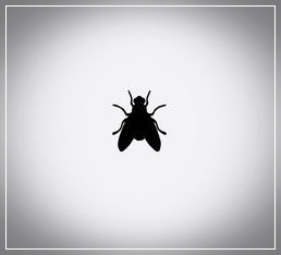 파리꿈 해몽, 파리떼꿈, 잡는꿈, 죽이는꿈