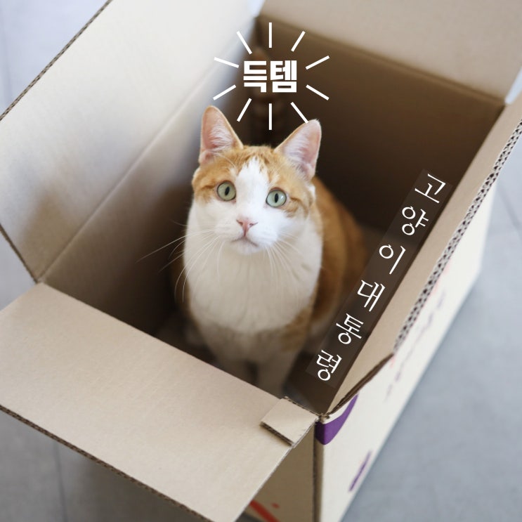  고양이대통령 득템 찬스! 카샤카샤 붕붕 이건 정말 미쳤다