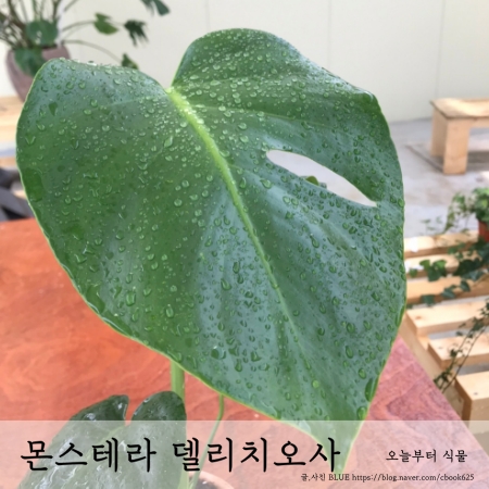  괴이한 식물, 몬스테라 델리치오사 키우기