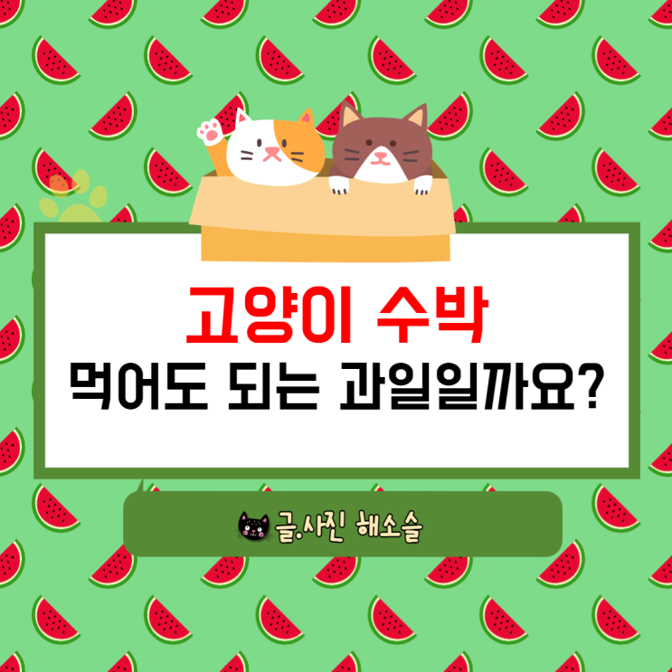  고양이 수박 먹어도 되는 과일일까요?