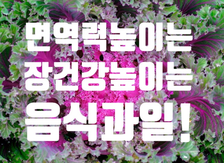  면역력에 좋은 높이는 과일 유산균 장건강을 높이는 음식 top10