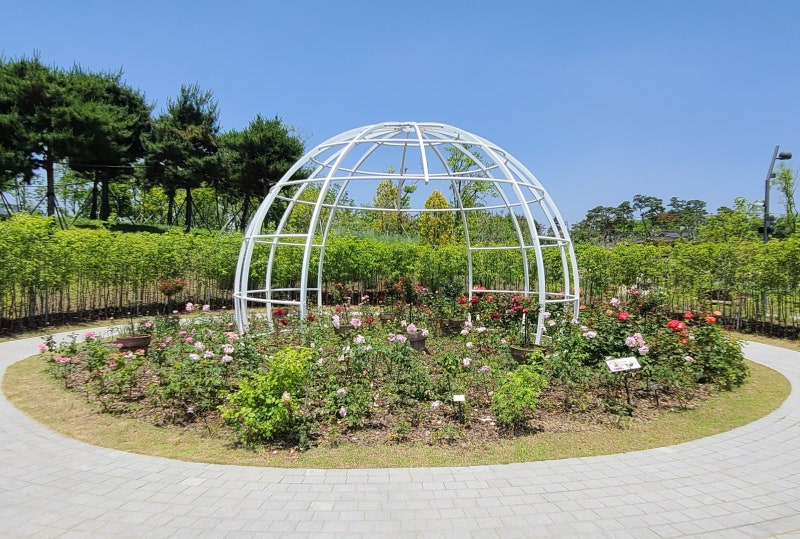 서울 여행 코스 서울 식물원 창포 수련이 활짝 폈어요. : 네이버 블로그