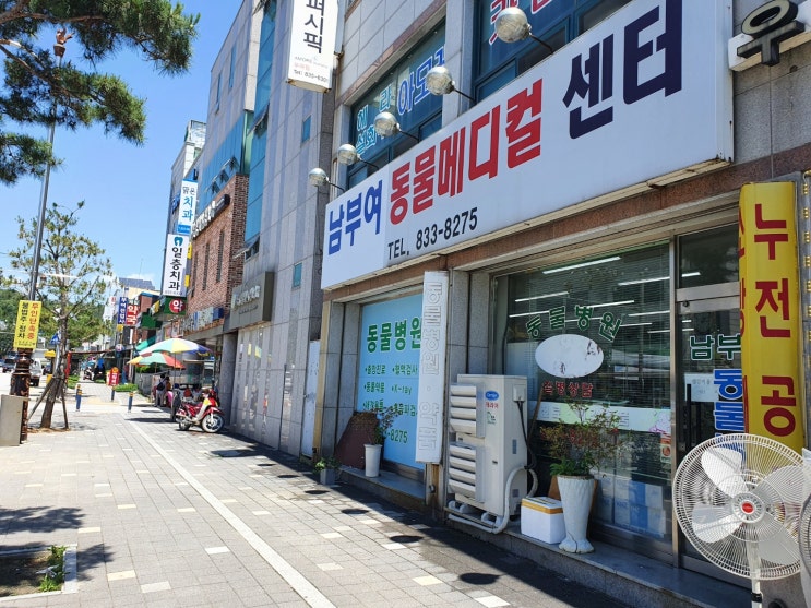  귀여운 발바리 믹스견 입양 ; 유기견 보호 센터 [세종 조치원 복숭아 과수원 - 고개 농원]