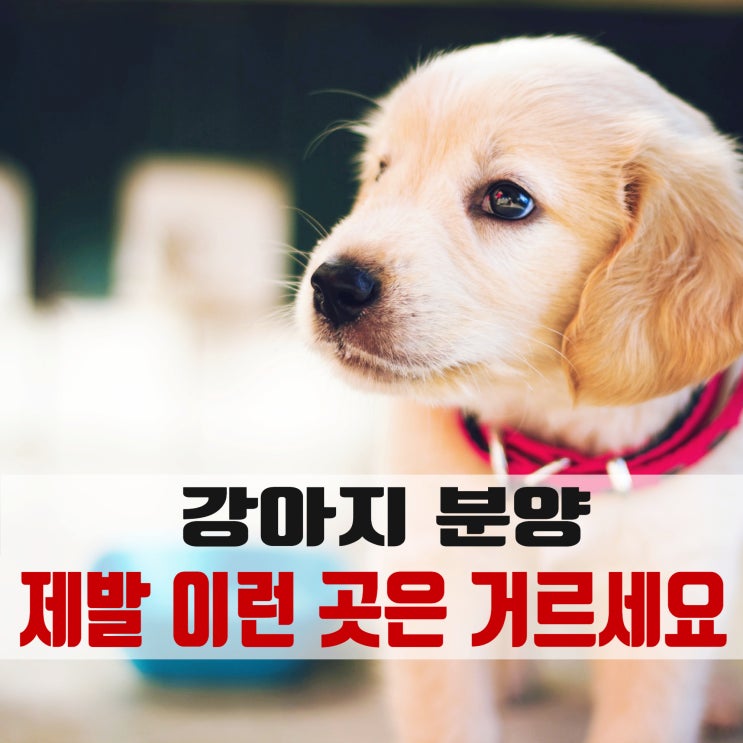  골든리트리버분양..아니 강아지 입양, 제발 이런 곳 그냥 거르세요!