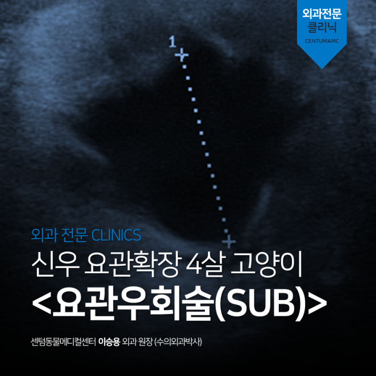  [고양이외과] 요관 신우확장 4살 고양이 요관우회술 (부산 SUB 전문 동물병원, 박사집도)