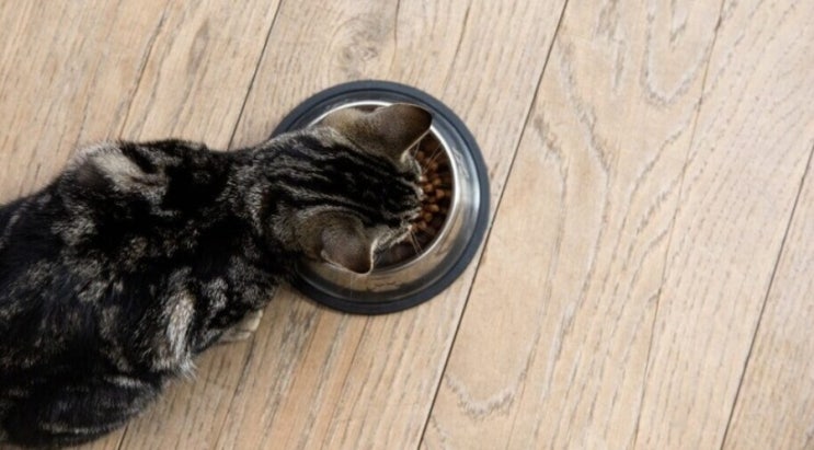 고양이 음식, 고양이가 먹을 수 있는 음식 종합편