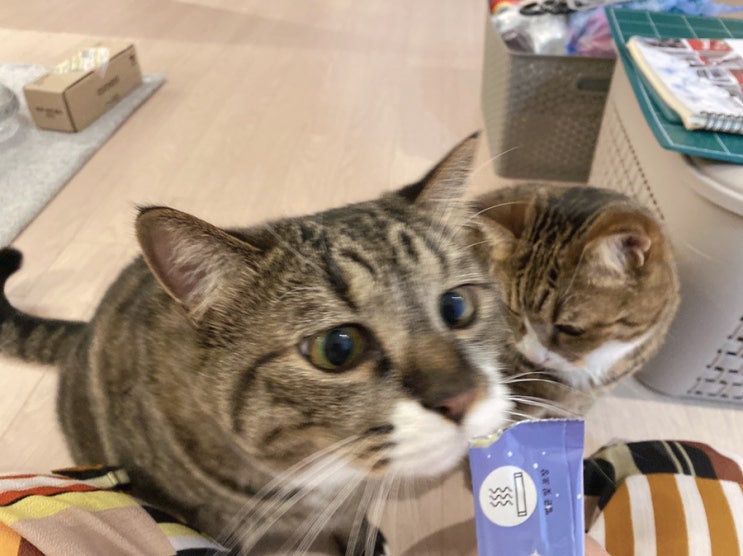  블챌 오늘일기 우리집고양이 자랑
