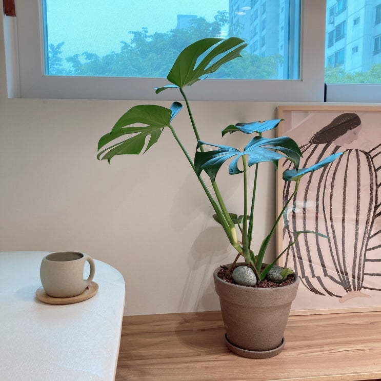  플랜테리어 일상 올리브,그린아트,몬스테라,서양난 키우기