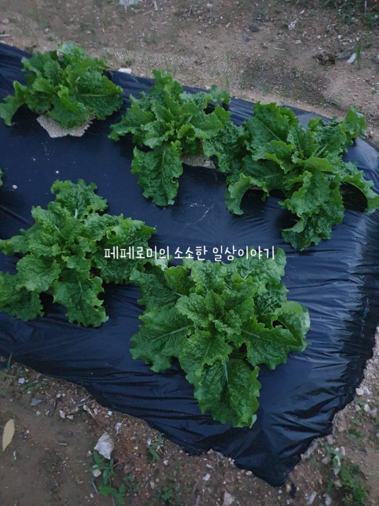  텃밭산책 겸 만보걷기 