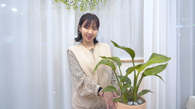  여인초 | 키우기 물주기 분갈이 | 극락조와 비교방법