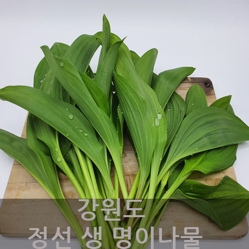 선택고민 해결 강원도 정선 무농약 생명이나물 산마늘 명이나물 당일수확 1kg 추천합니다 선택고민 해결 강원도 정선 무농약 생명이나물 산마늘 명이나물 당일수확 1kg 추천합니다