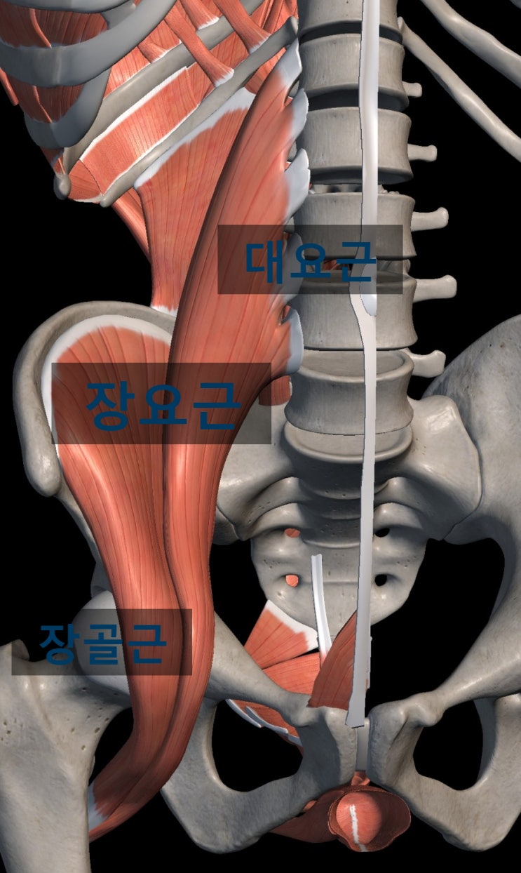 허리통증에 가장에서 먼저 고려해야 할 근육 - 장요근, 대요근(큰허리근), 장골근(엉덩근)
