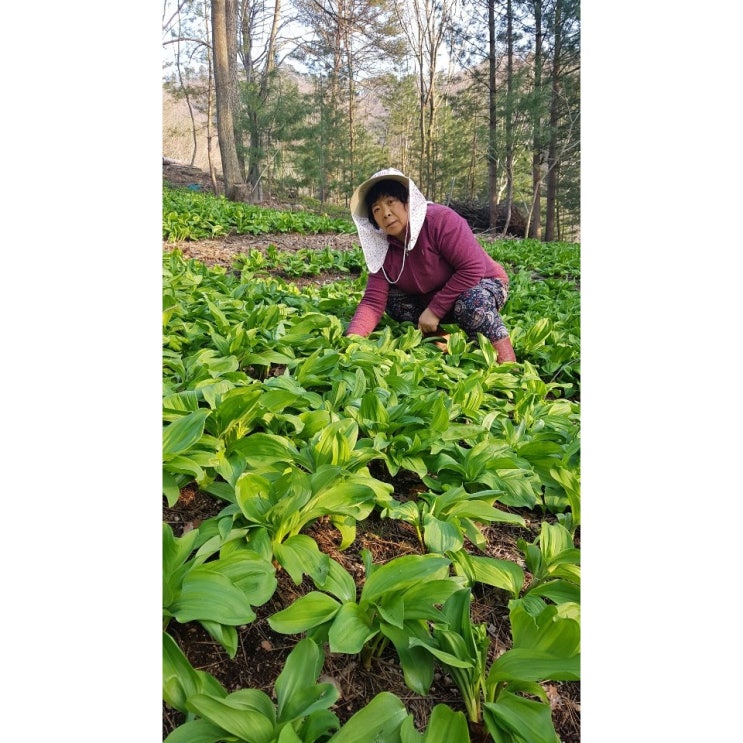 후기가 정말 좋은 강원도 홍천 명이나물 (고객요청건), 잎명이 1kg ···