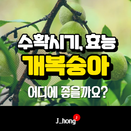  개복숭아 수확시기, 효소, 효능 알아봐요!