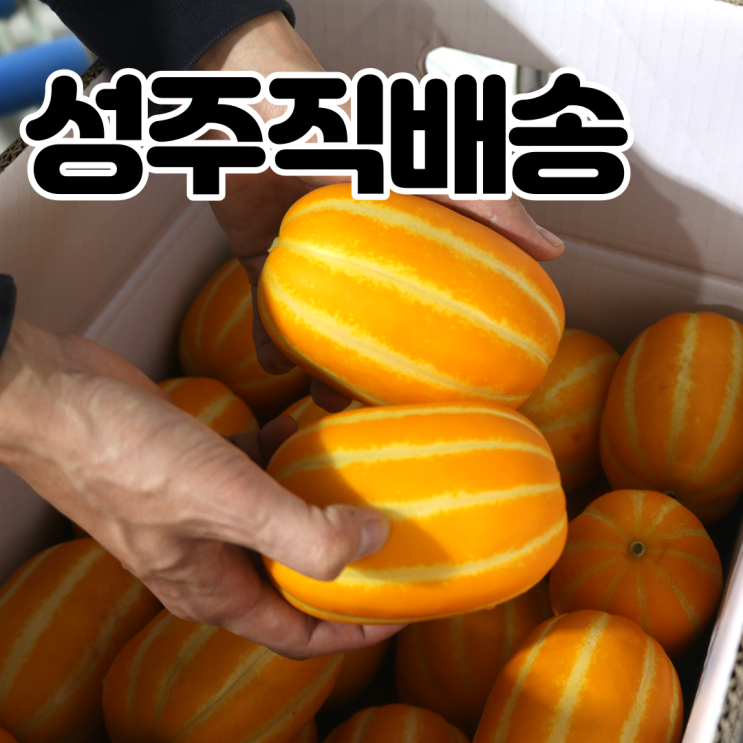 갓성비 좋은 내고향농수산 참외 성주참외 직거래 백화점 꿀참외 특등품 3kg 5kg 10kg, 성주 참외 3kg ···